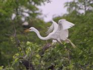 Great Egret